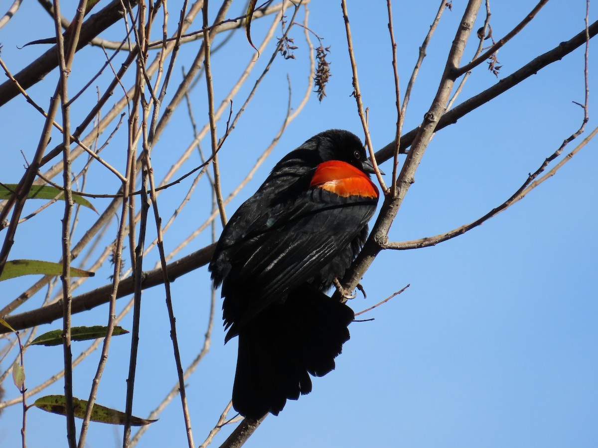 Red-winged Blackbird - ML646258302
