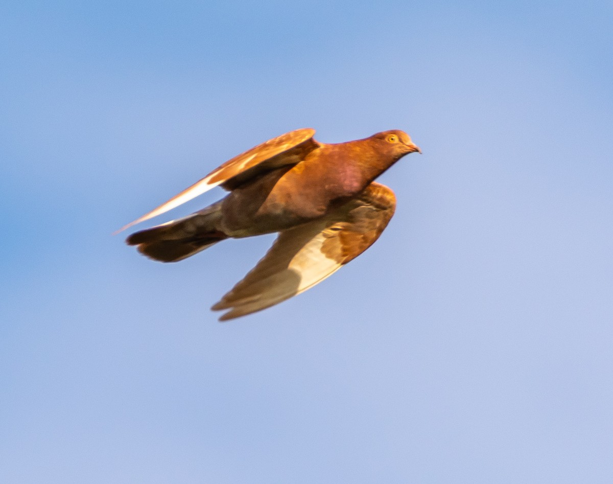 Kaya Güvercini (evcil tip) - ML646258303