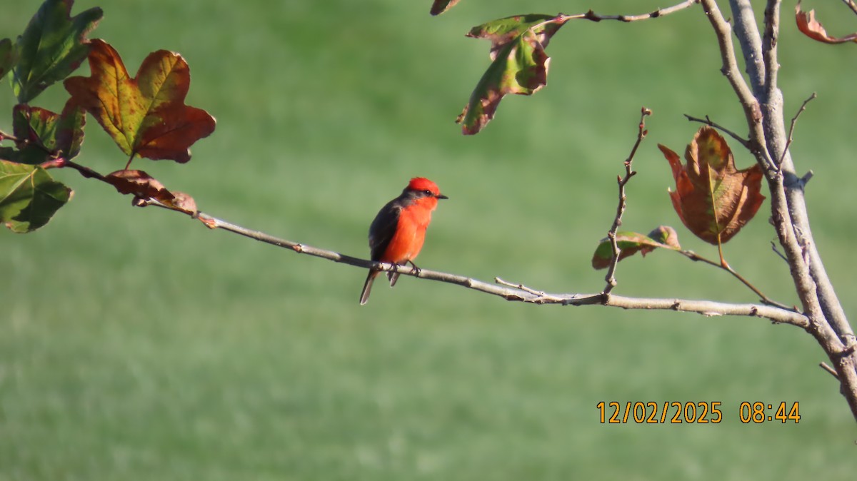 Moucherolle vermillon - ML646258310