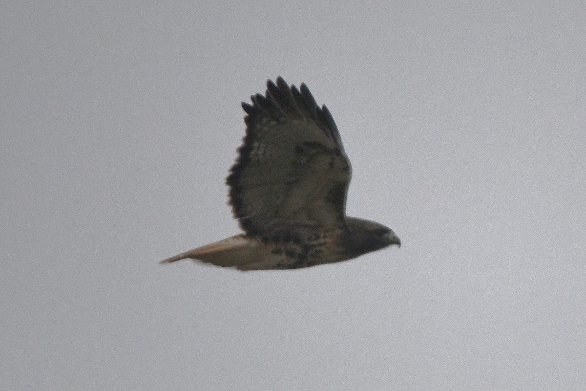 Buse à queue rousse - ML646258311