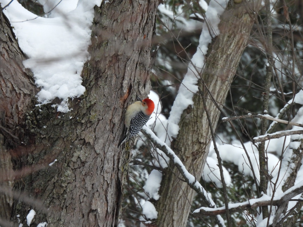 Pic à ventre roux - ML646258313