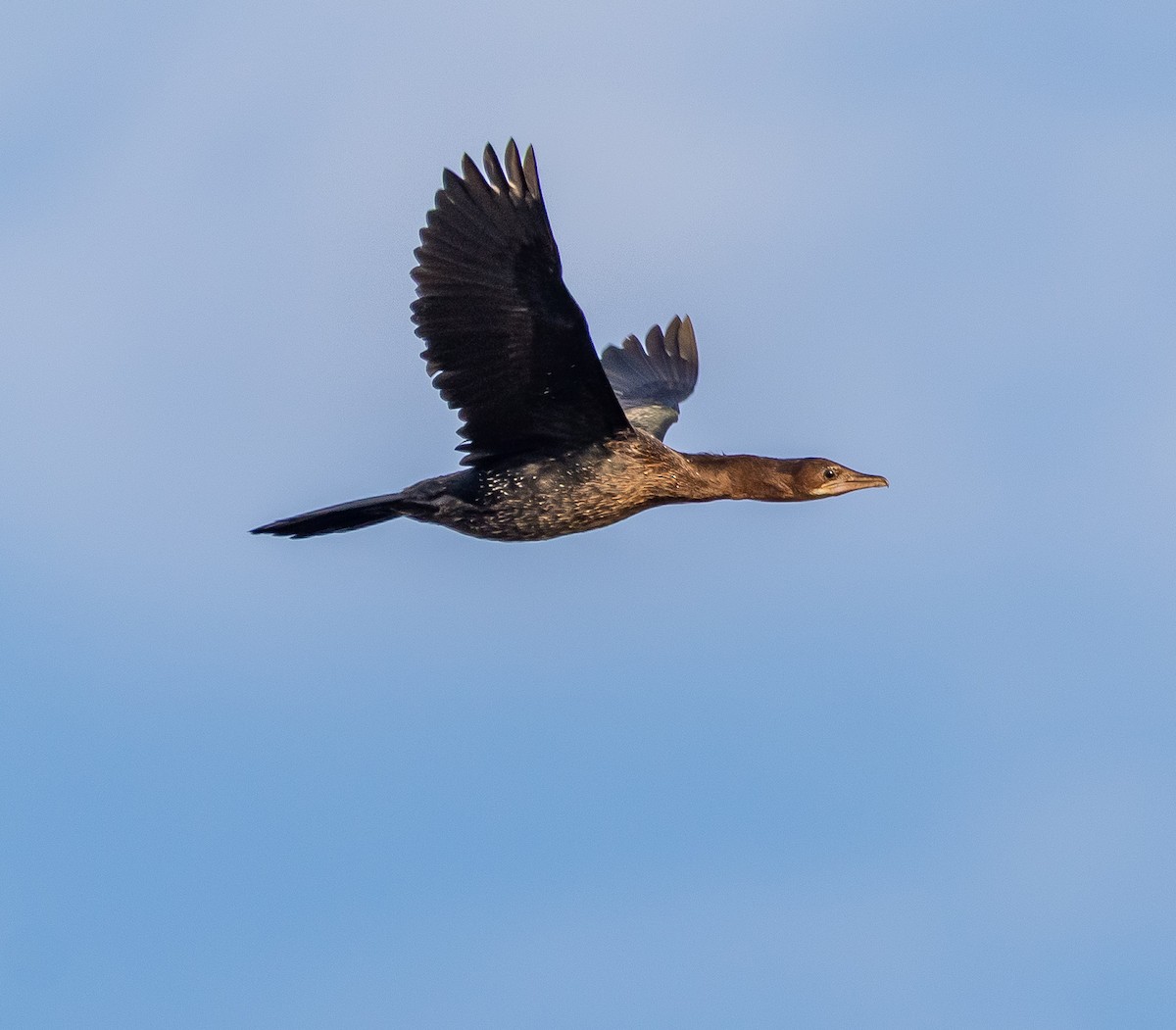 Cormoran pygmée - ML646258317