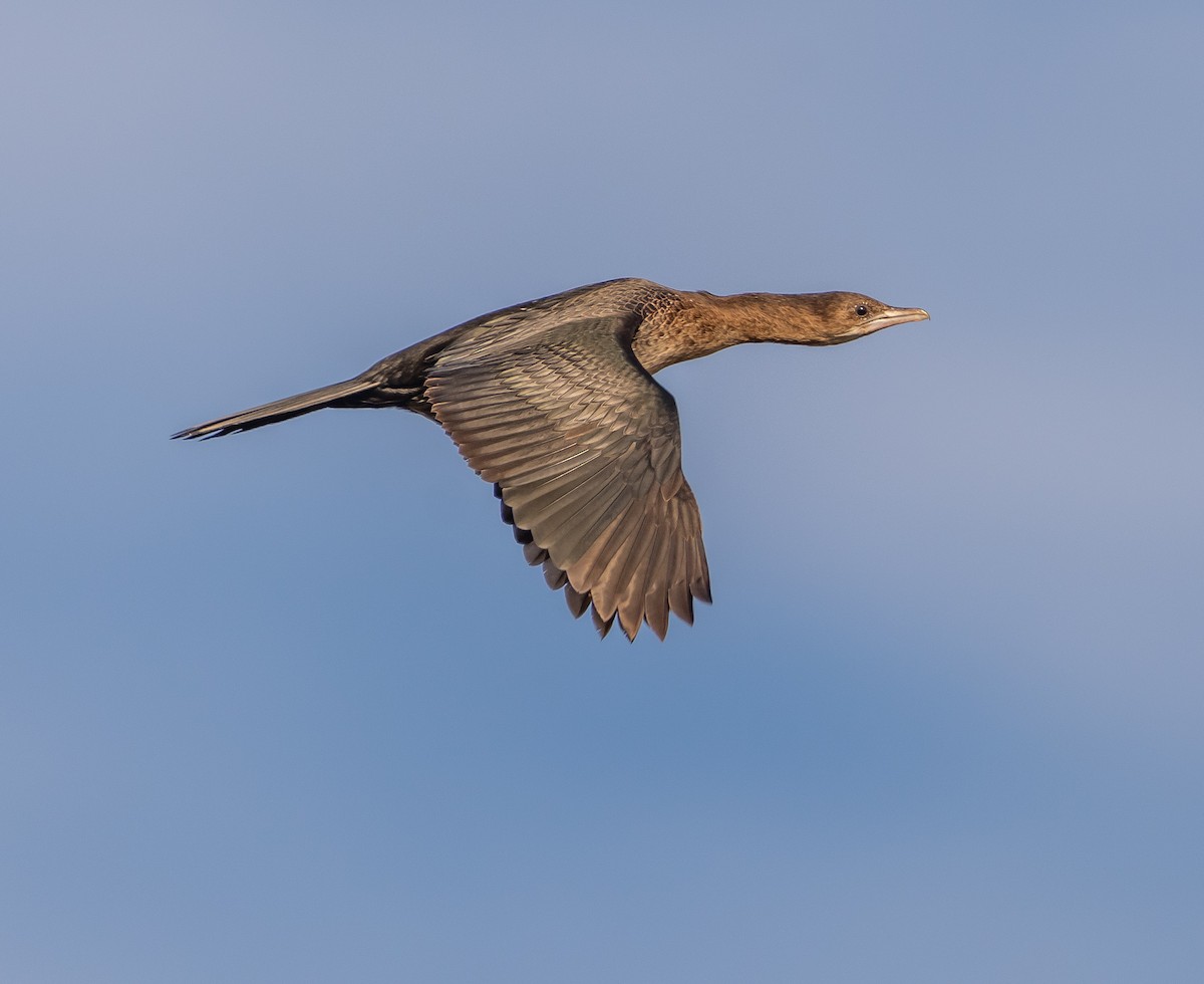 Cormoran pygmée - ML646258318