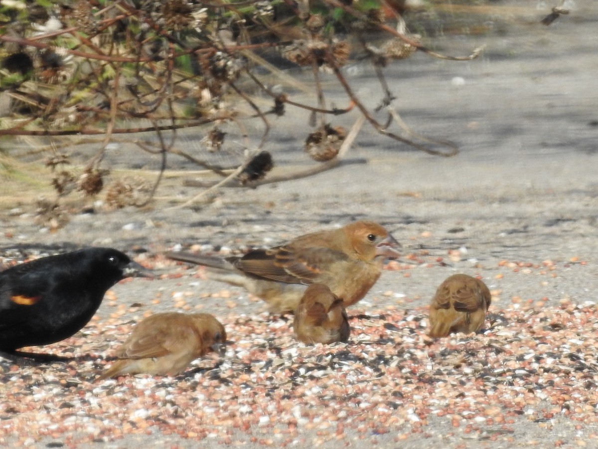 Blue Grosbeak - ML646258320
