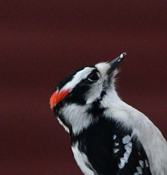 Pic mineur - ML646258321