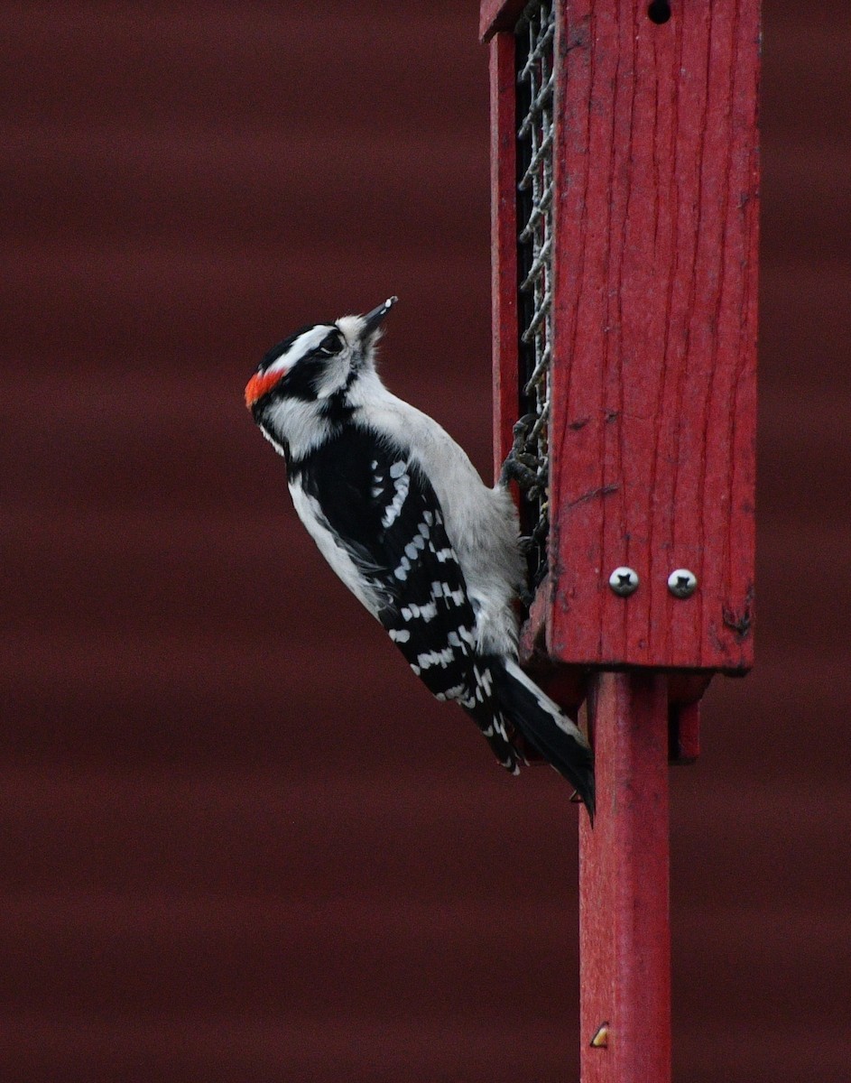 Pic mineur - ML646258322