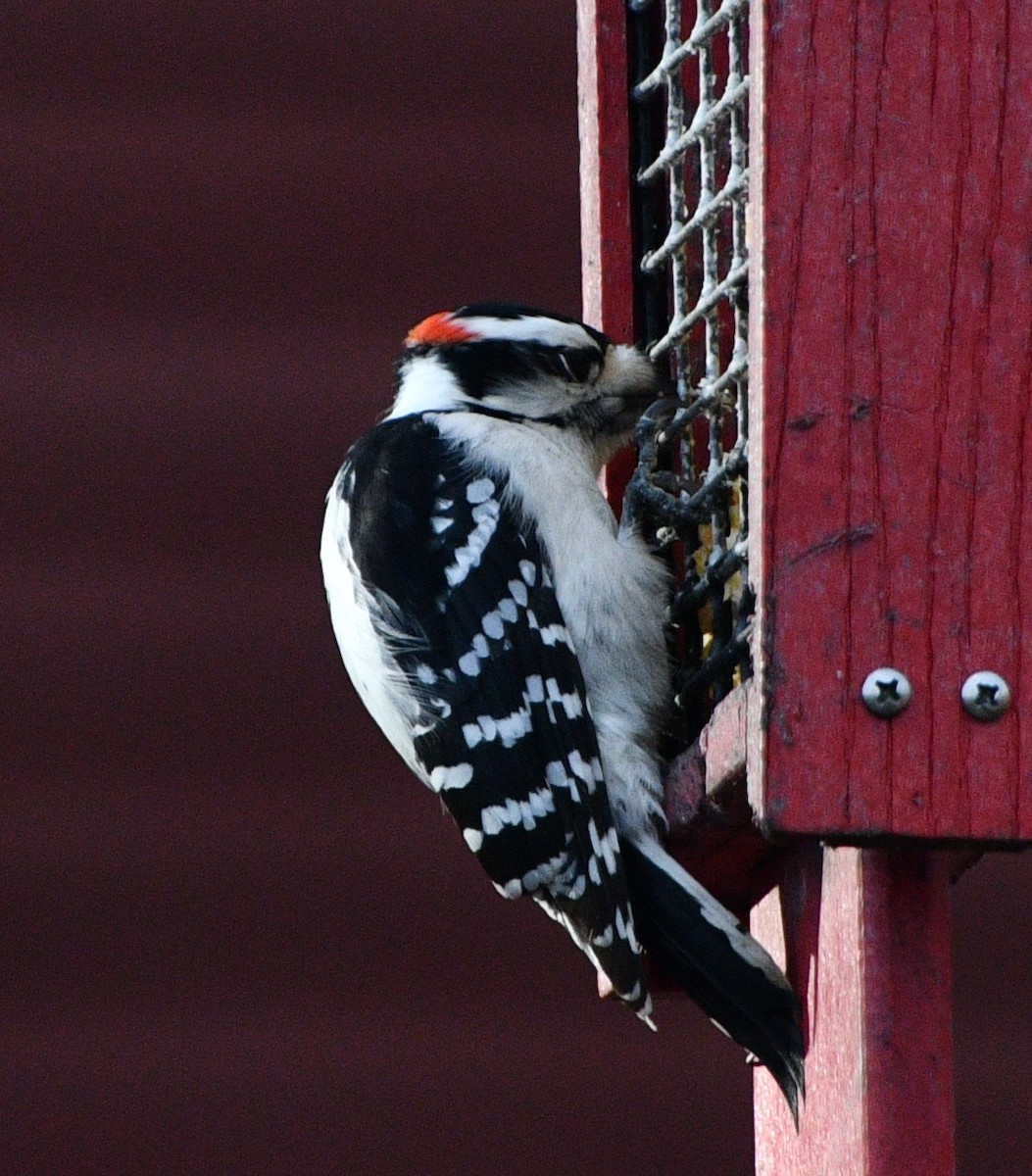 Pic mineur - ML646258323