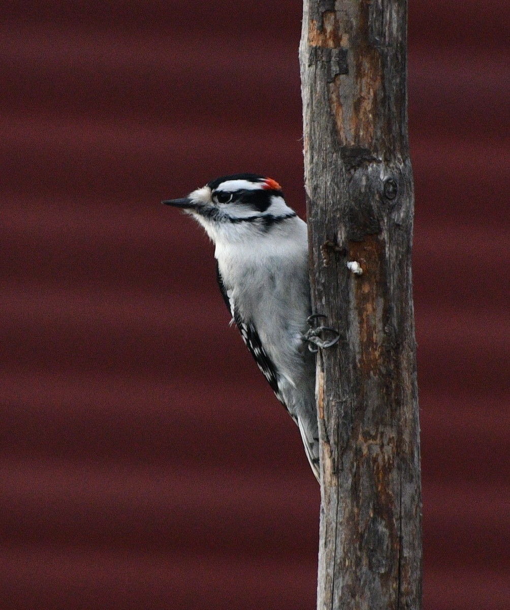 Pic mineur - ML646258324