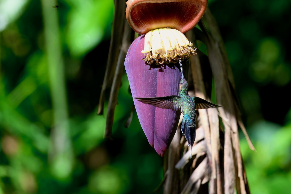 Ermite vert - ML646258326