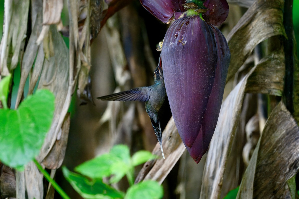 Ermite vert - ML646258327