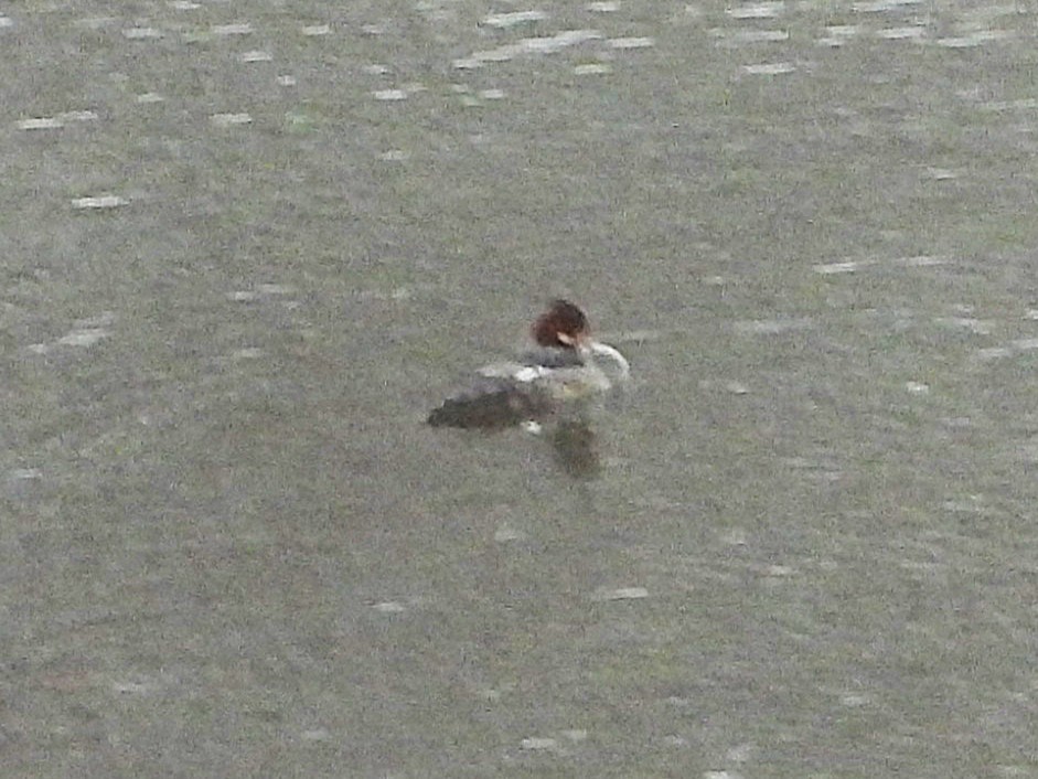 Grand Harle - ML646258329