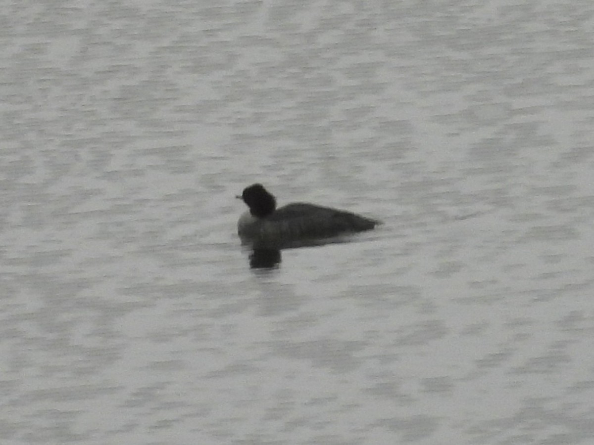 Grand Harle - ML646258330