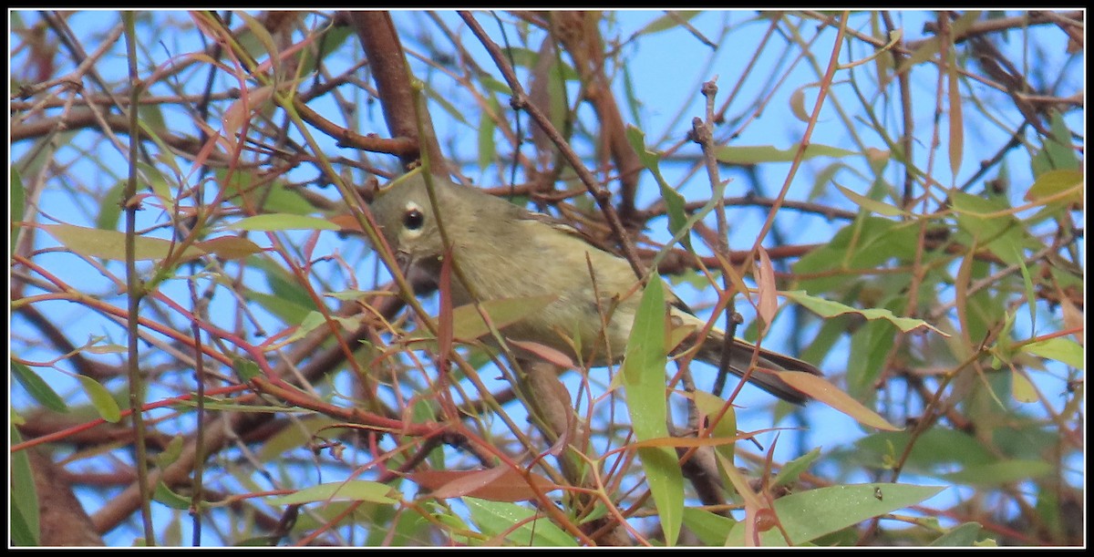 Roitelet à couronne rubis - ML646258332