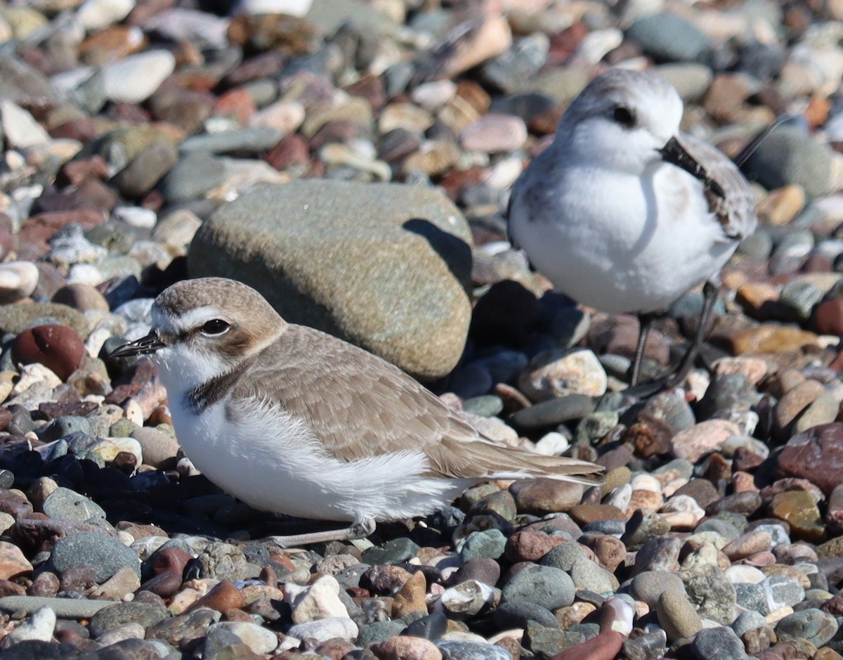 Pluvier neigeux - ML646258333