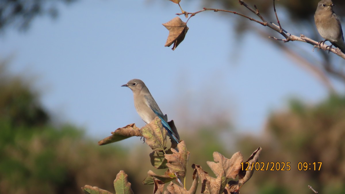 Mountain Bluebird - ML646258334