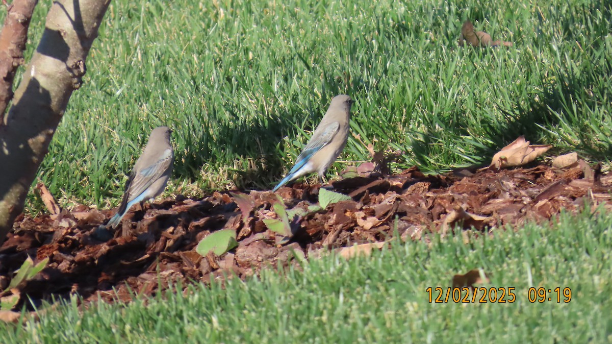 Mountain Bluebird - ML646258335