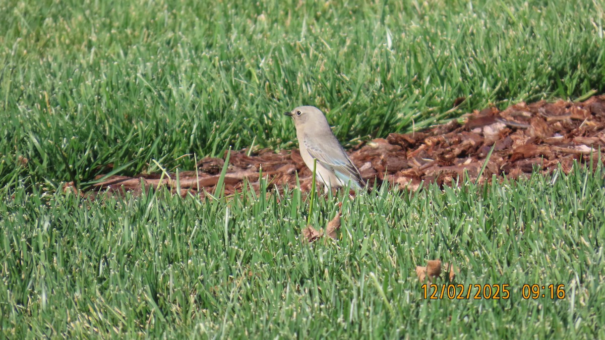 Mountain Bluebird - ML646258336