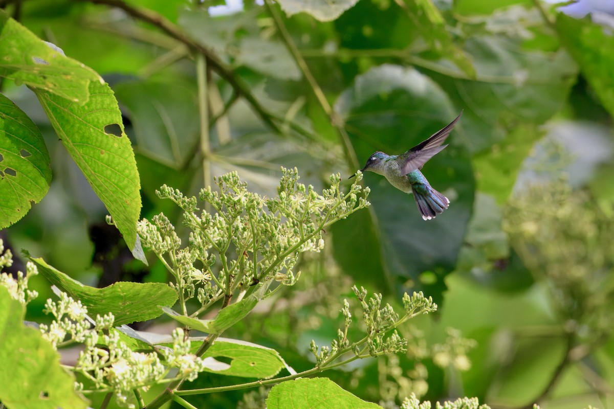 Colibri à tête violette - ML646258338