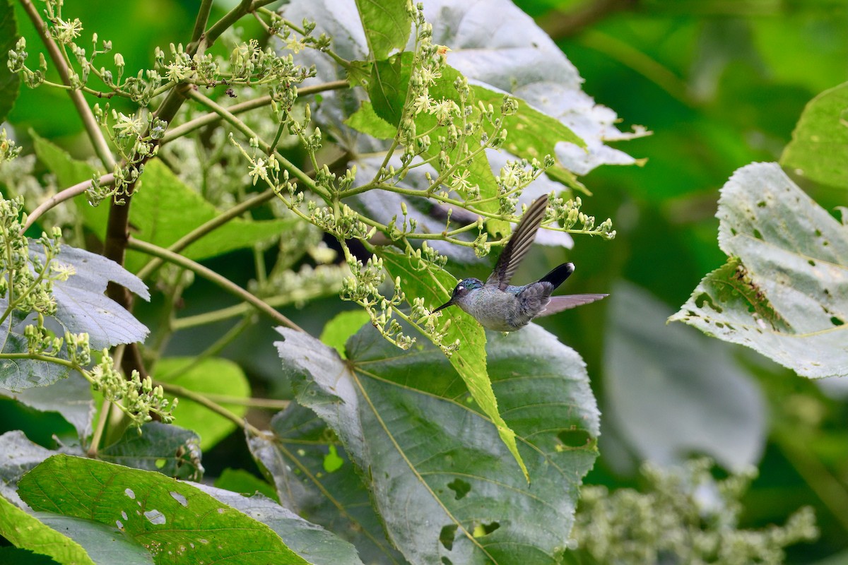 Colibri à tête violette - ML646258339