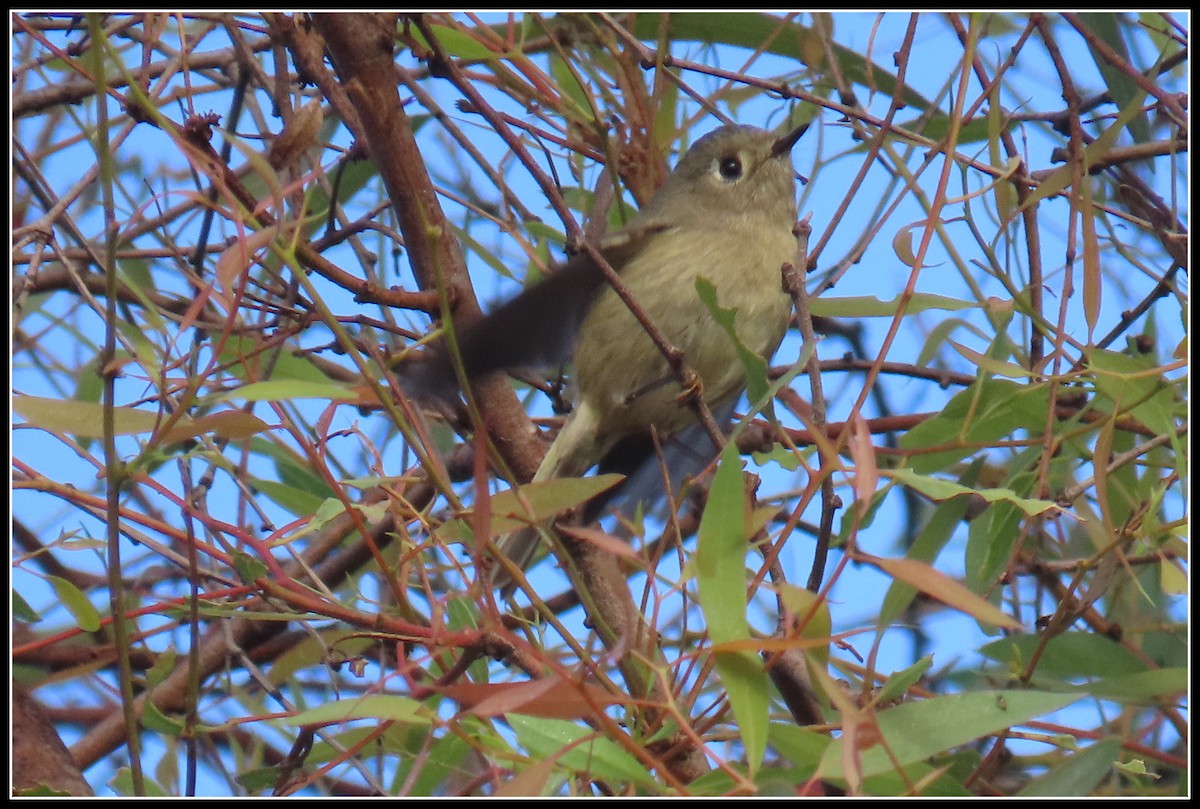 Roitelet à couronne rubis - ML646258340