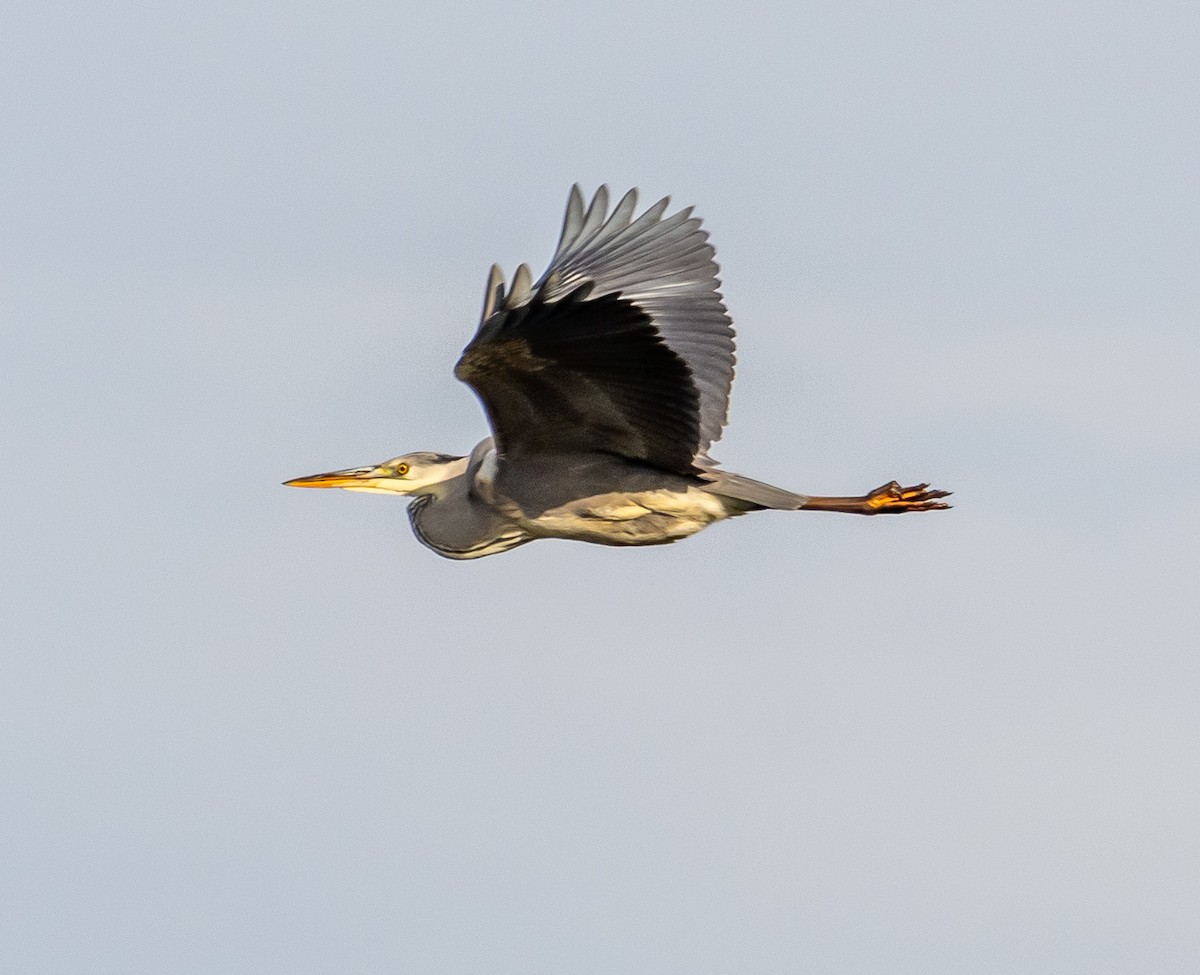 Héron cendré - ML646258341