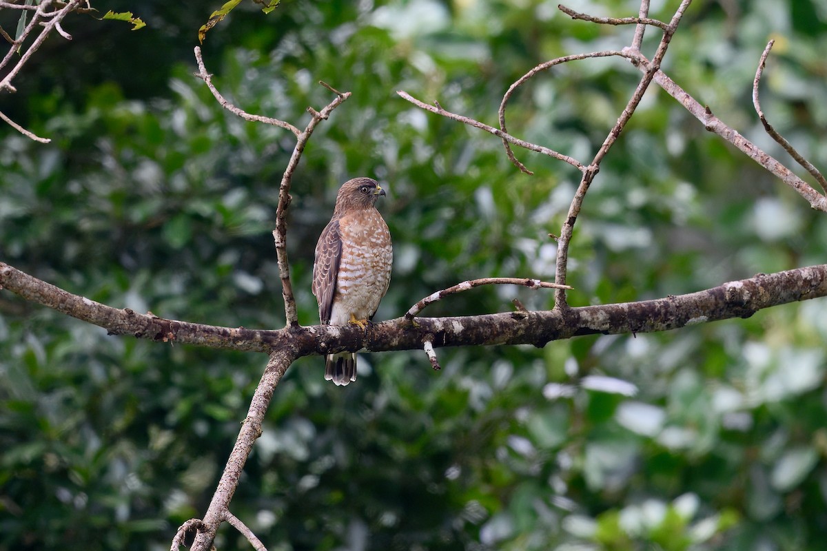 Petite Buse - ML646258348