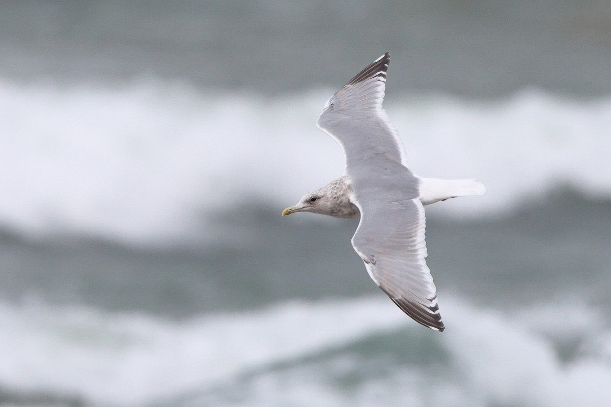 Goéland arctique (thayeri) - ML646258349