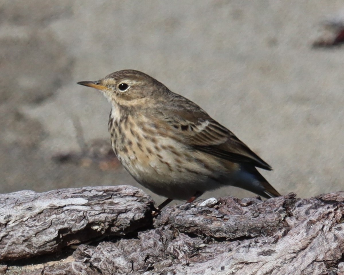 Pipit d'Amérique - ML646258350