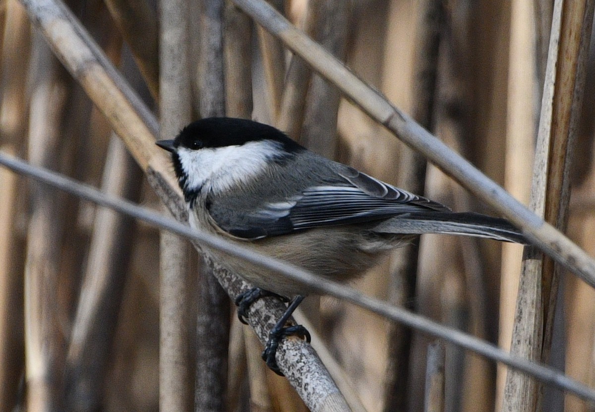 Mésange à tête noire - ML646258351