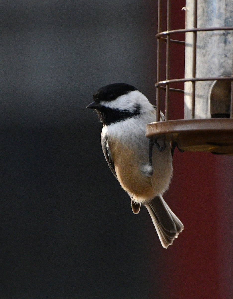 Mésange à tête noire - ML646258352