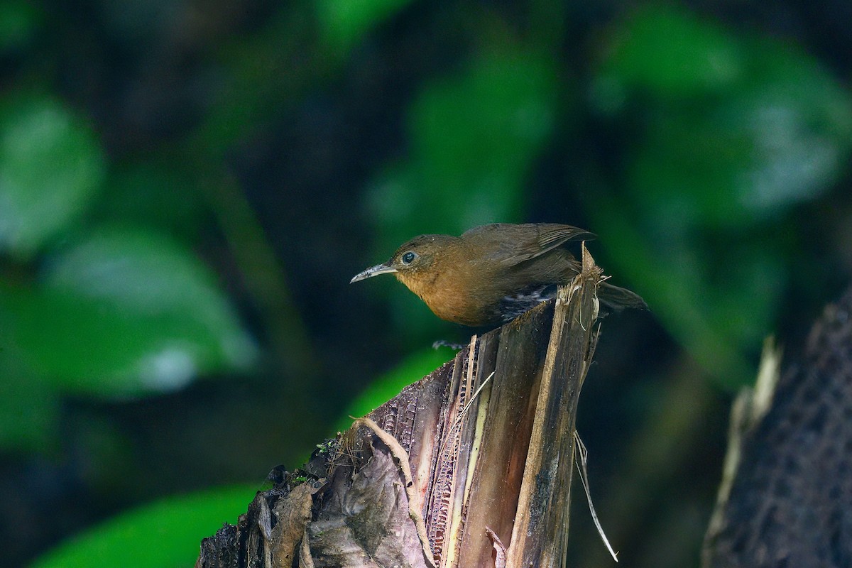 Tirahojas Mexicano - ML646258360