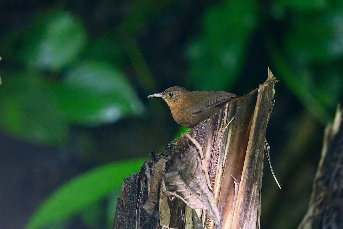 Tirahojas Mexicano - ML646258361
