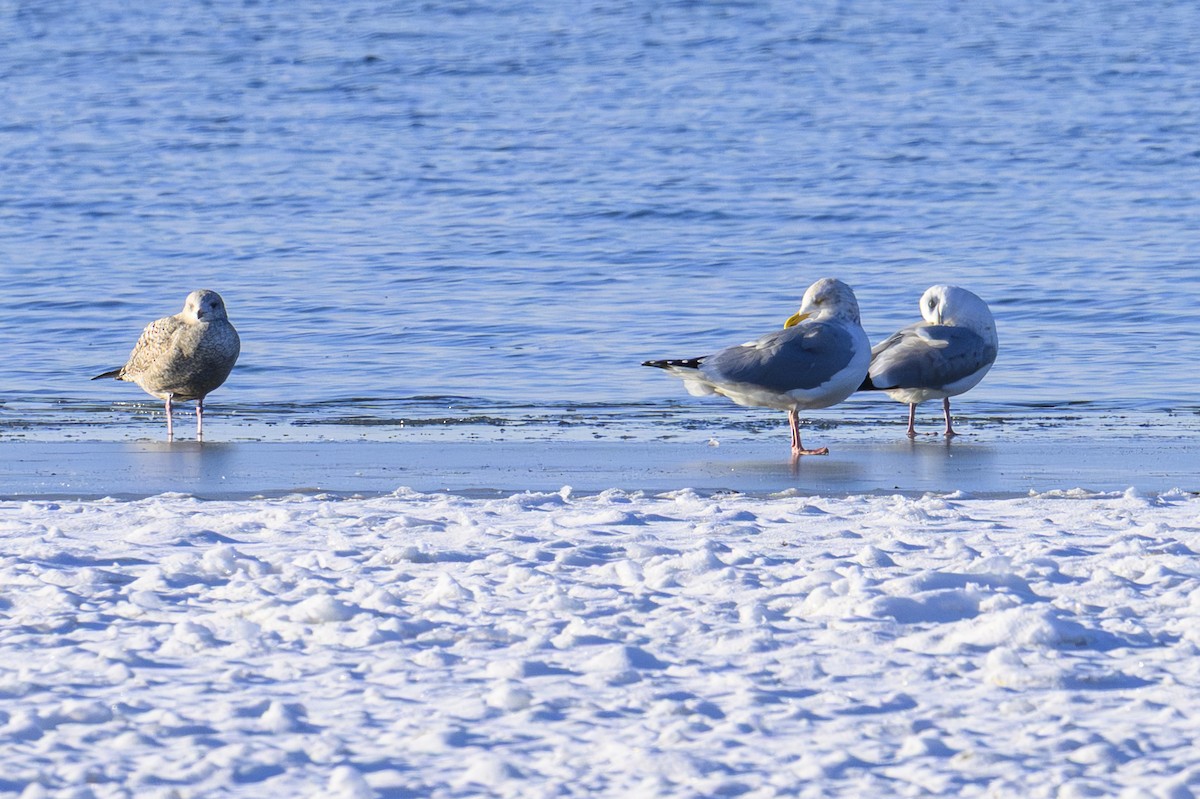 American Herring Gull - ML646258369