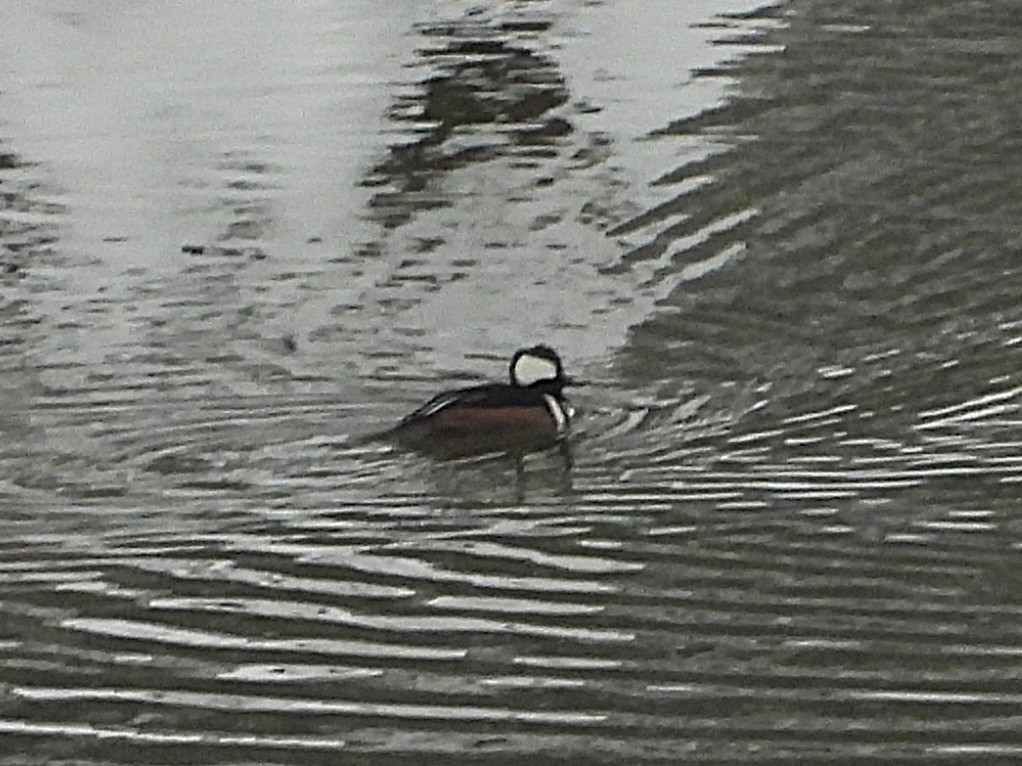 Smergo dal cappuccio - ML646258373