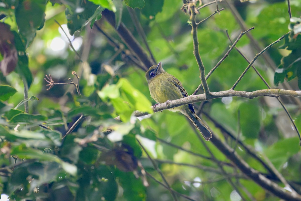 Eye-ringed Flatbill - ML646258374