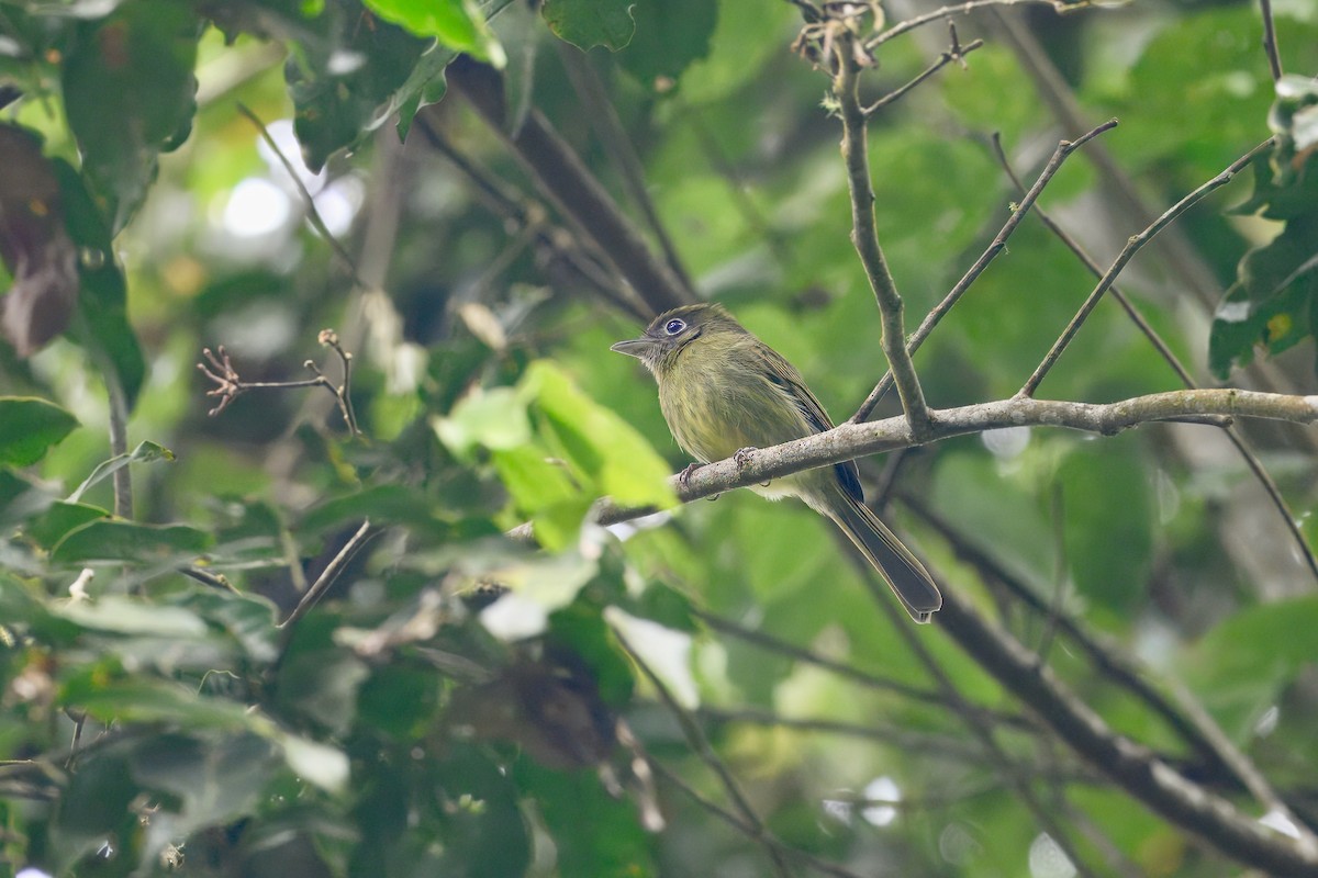 Eye-ringed Flatbill - ML646258375