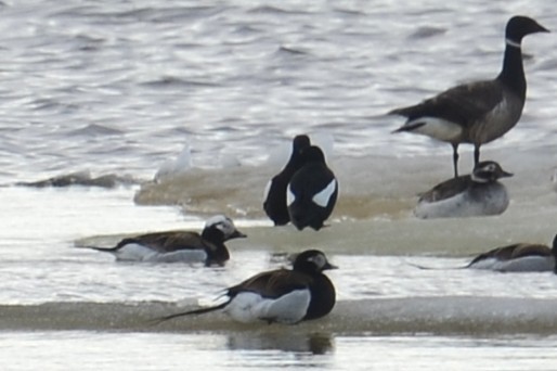 alkoun obecný - ML646258376