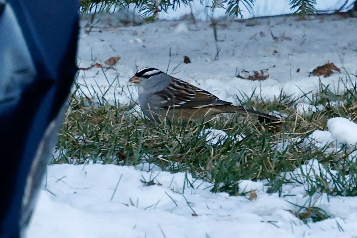 White-crowned Sparrow - ML646258377