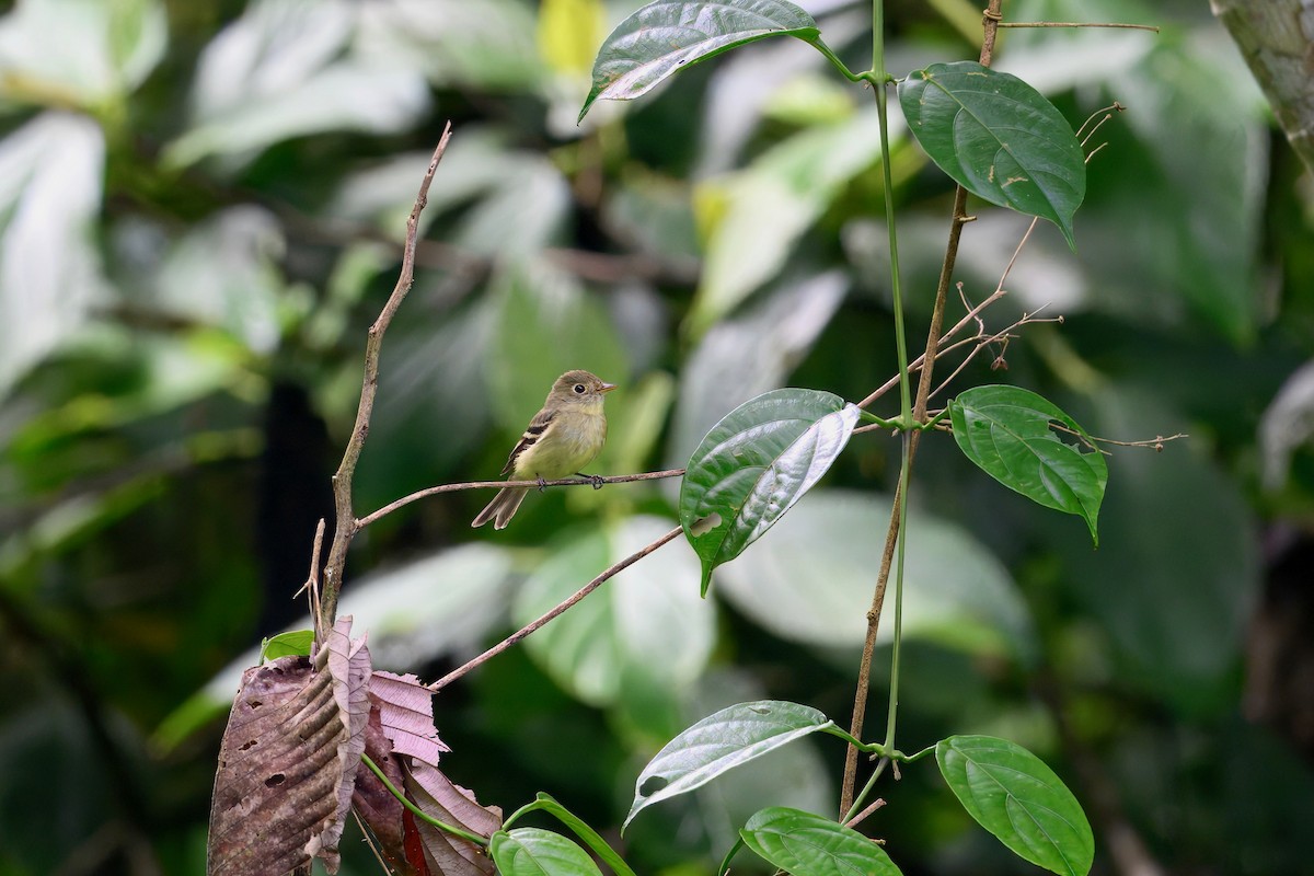 tyranovec žlutobřichý - ML646258395