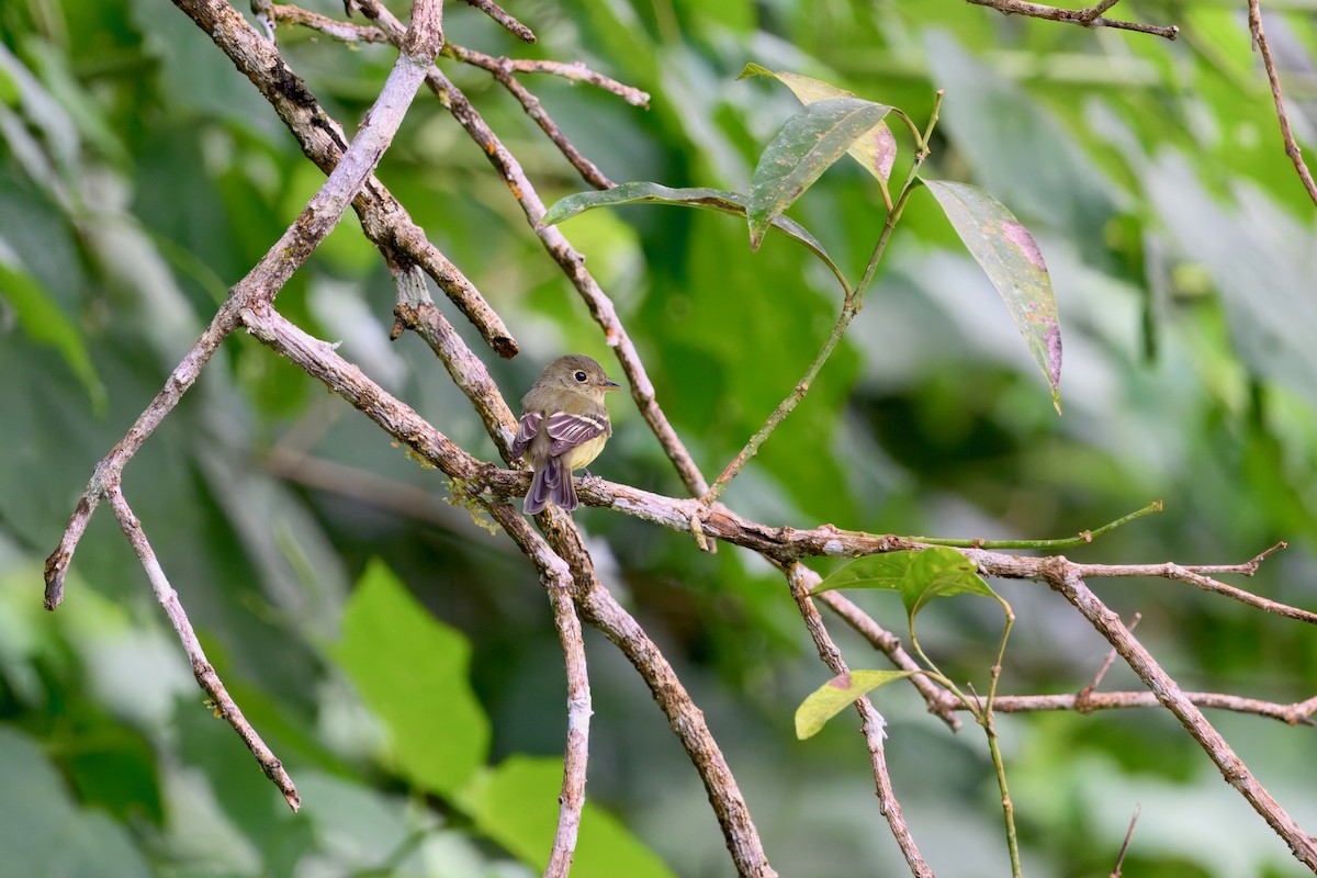 tyranovec žlutobřichý - ML646258396