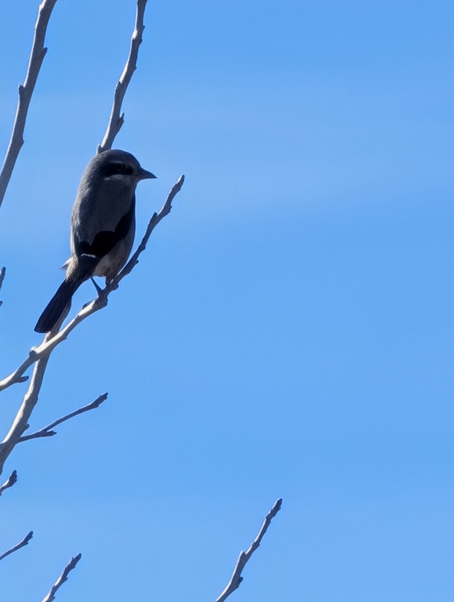 Antzandobi boreala - ML646258397