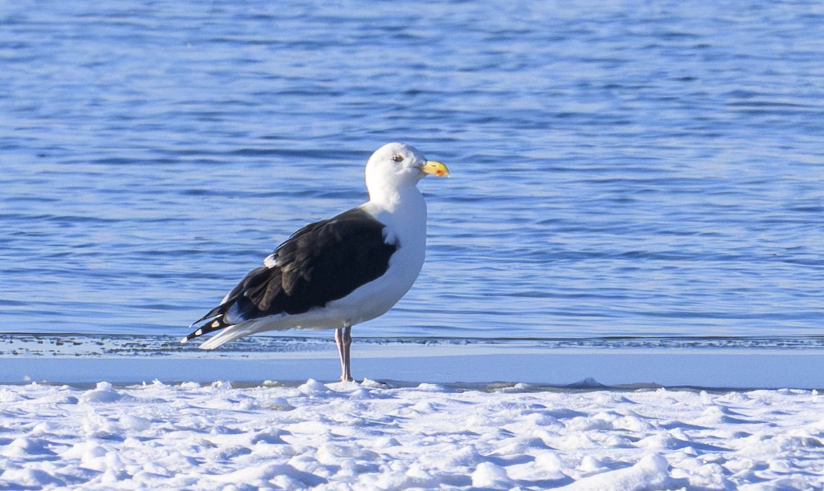 Great Black-backed Gull - ML646258400