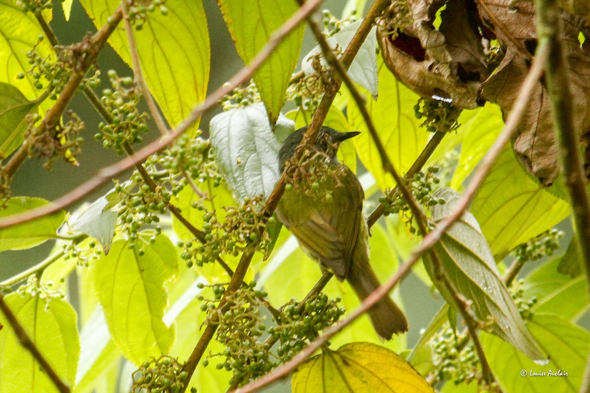 Streak-necked Flycatcher - ML646258416