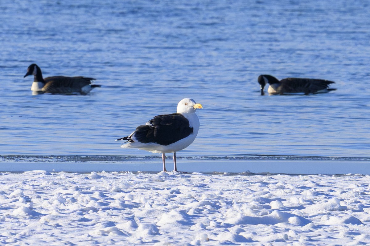 Great Black-backed Gull - ML646258419