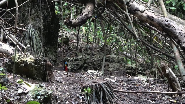 Wilson's Bird-of-Paradise - ML646258423