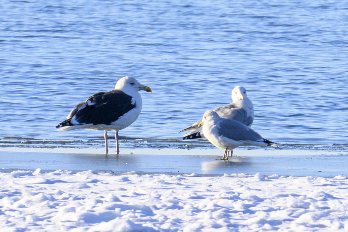 Great Black-backed Gull - ML646258428