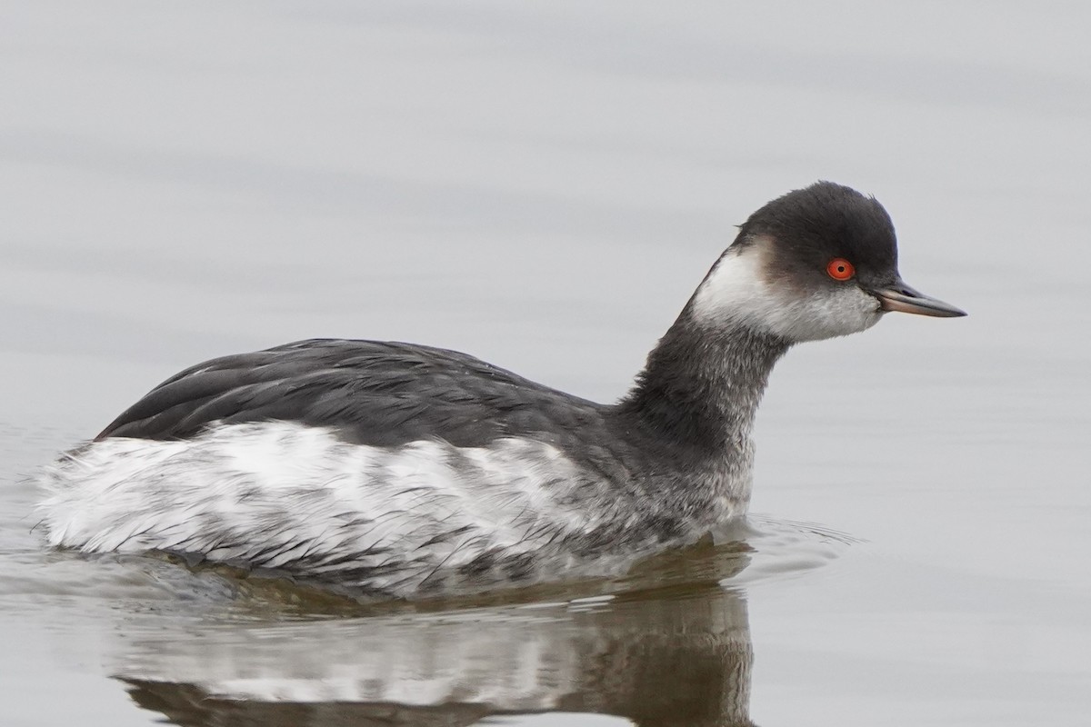 potápka černokrká - ML646258432