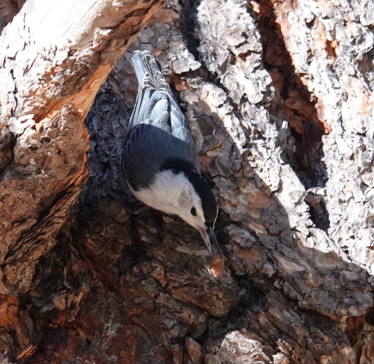 White-breasted Nuthatch - ML646258434