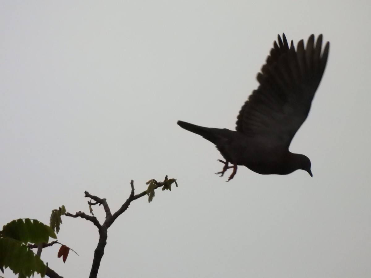 Paloma Colorada - ML646258435