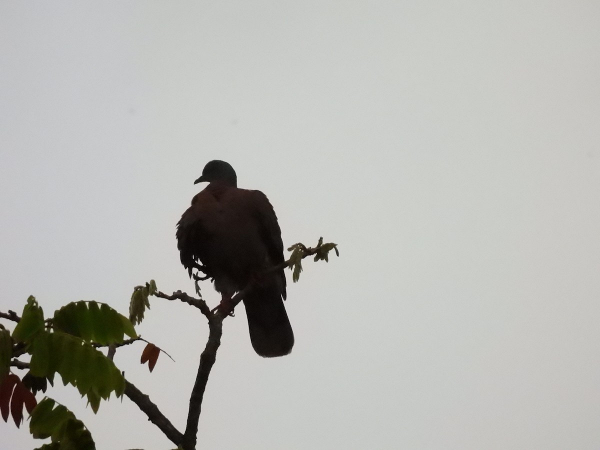 Paloma Colorada - ML646258436